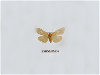 藏品(紅斑美苔蛾)的圖片